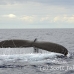 whale_humpback_sb_h_2948_dom3013.jpg